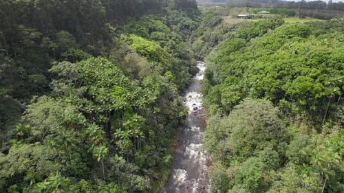 High angle view of creek with rapids flowing through wild tropical forest. Aerial view of dense gree