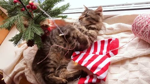 Kittens Play with Christmas Lights on Windowsill