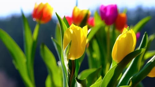 Colorful Tulips Blooming in the Spring Sunlight