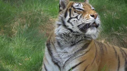 Curioso tigre de Bengala tendido en un suelo cubierto de hierba olfateando los alrededores