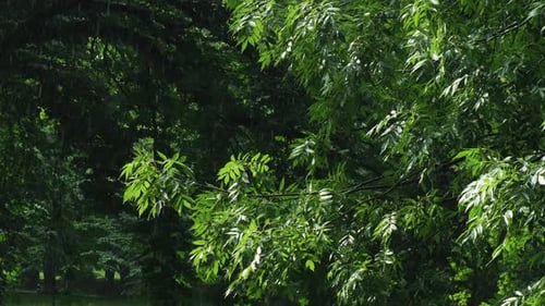 Heavy Rain Pouring Shower Thunderstorm in Summer Green Trees on Background Windy Rainy Weather Close