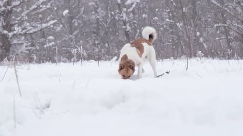 Dog Playing with Stick in Snowy Winter Wonderland