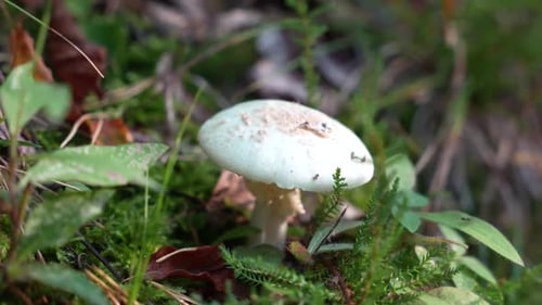 Mushroom in forest
