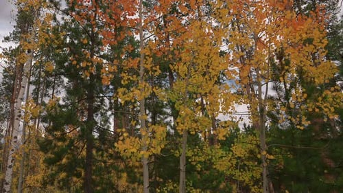 Autumn Forest Landscape, Leaves Of Trees Swaying In The Wind - Tilt Up Shot