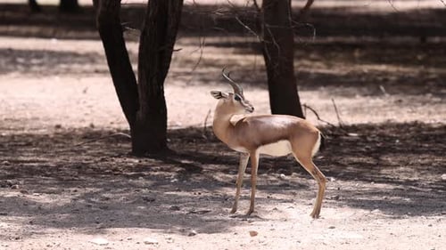 Junge Sandgazelle in der Natur