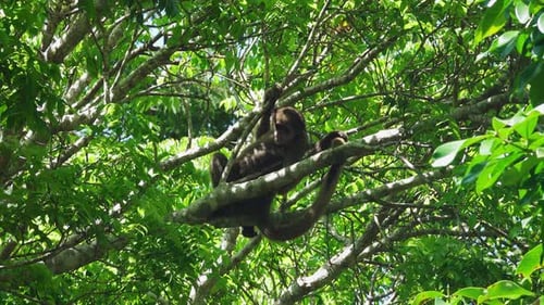 Monkey Resting in a Tree in the Jungle