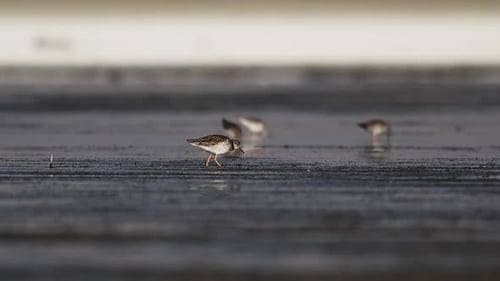 Aves migratórias se reúnem enquanto se alimentam nas águas tranquilas do lago