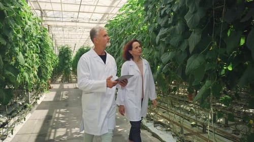 Two Scientists Walk Through a Greenhouse Discussing Growing Organic Vegetables Scientists Study