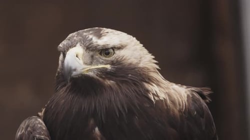 Steinadler-Nahaufnahme mit durchdringenden Augen und kräftigem Schnabel, isoliert vor dunkelbraunem