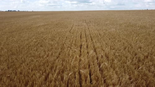Wheat Field