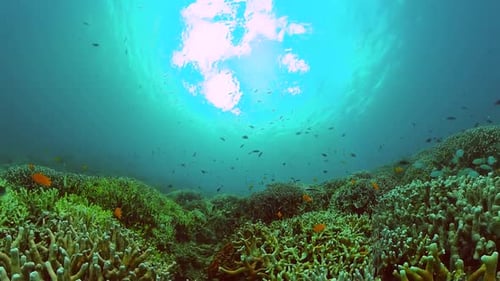 Underwater World with Coral Reef and Fish
