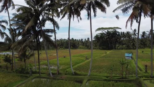 Aerial Landscape of the Rice Fields and Rice Terrace on the Island Bali in Indonesia Drone Flight