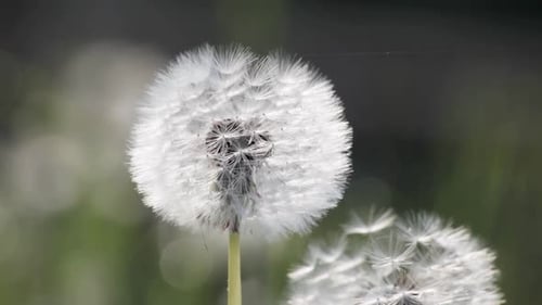 Nahaufnahme eines zarten Löwenzahnsamenkopfes in sanftem Fokus mit sanfter Hintergrundunschärfe, Wind weht