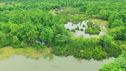 Aerial View of Lush Green Atlantic Forest and Wetlands with Winding Waterways and Dense Vegetation