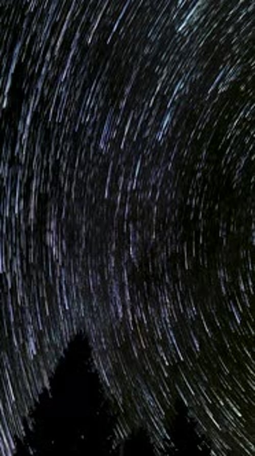 Night Star Trails over Silhouetted Trees