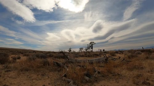 Hot and hazy day in the Mojave Desert with dead wood in the foreground, cloudscape overhead and Josh