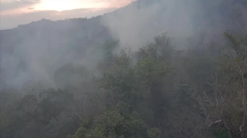 Fire in the tropical forest with smoke