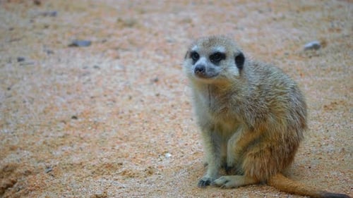 Ein Erdmännchen sitzt außerhalb des Rudels und langweilt sich