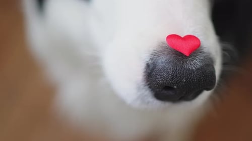 St Valentine's Day Concept Funny Portrait Cute Puppy Dog Border Collie Holding Red Heart on Nose Dog