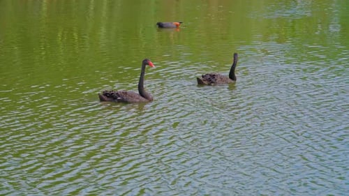 Black swan on the lake.