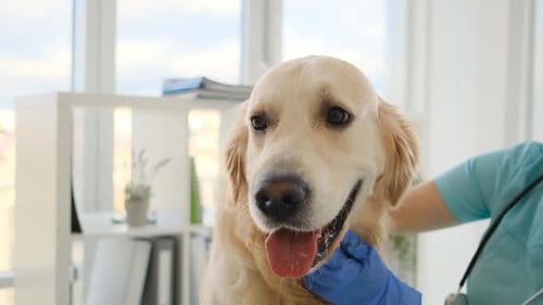 Golden Retriever Dog in Veterinary Clinic