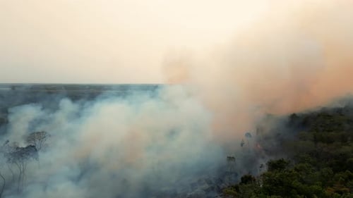 Forest fire deforestation in the field in the forest and jungle in fields of the Corozal District
