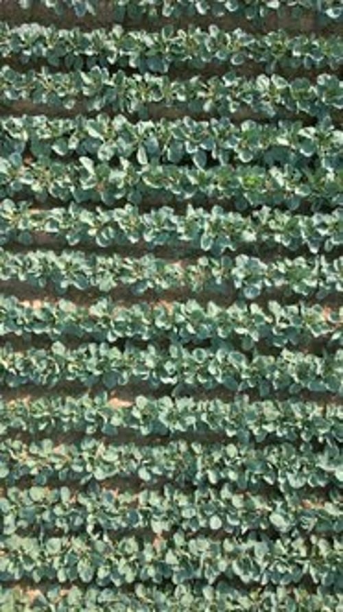 Cabbage Plantation Field in Poland