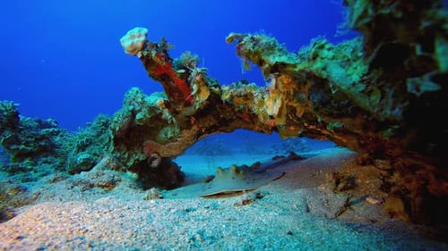Bluespotted Ribbontail Ray Resting Under Coral Arch