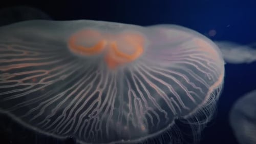 Translucent Jellyfish Swimming Gracefully in the Deep Ocean