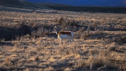 Majestic Pronghorn Standing in Golden Hour Light