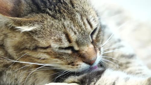 Ein süßes, glückliches graues Tabby-Kätzchen liegt und ruht auf dem Boden des Parks und sieht aus wie die Sonnenstrahlen
