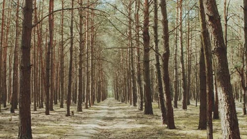 Alley Footpath in the Pine Forest