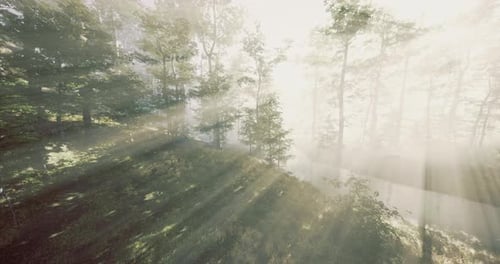 Misty Dawn Light Filters Through Lush Trees in a Tranquil Forest Clearing