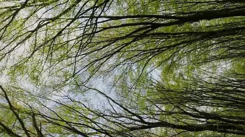 Vertical Video