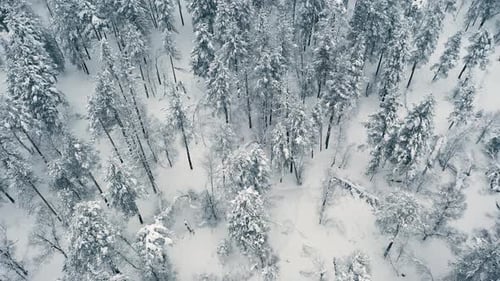 Beautiful snow scene forest in winter. Flying over of pine trees covered with snow.