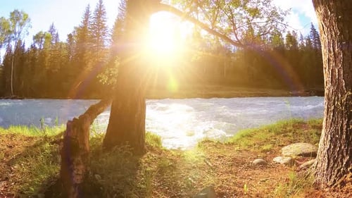 Meadow at Mountain River Bank Landscape with Green Grass Pine Trees and Sun Rays Movement on