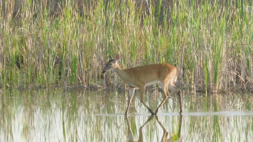 graceful white tailed deer walking in sawgrass marsh water habitat