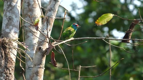 Pair of Vibrant Tropical Birds Perched on Slender Branches