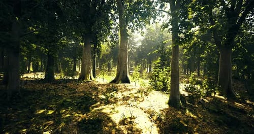 Sunlight Filtering Through Trees in a Serene Forest During Daytime Hours