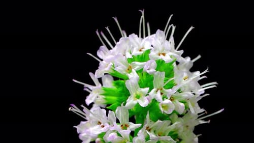 Épanouissement des fleurs, floraison des fleurs