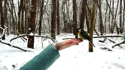 Beautiful Tomtit Pecking Food From a Female Hand at Winter Forest Small Titmouse Eating Meal From