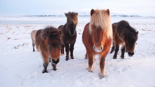 Islandpferde Winter Schnee pur Natur Island Landtiere Wiese Kälte