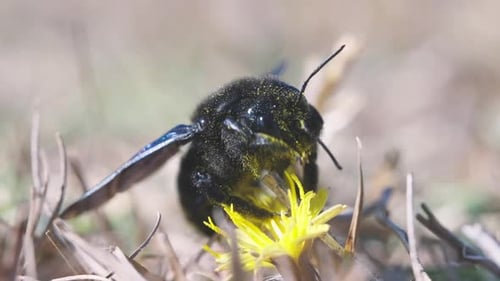 Makroaufnahme einer blauen, mit Pollen bedeckten Biene, die eine gelbe Blume bestäubt und davonfliegt, dunkelblaue Bu