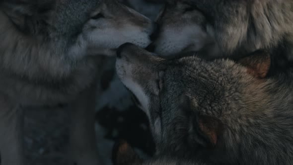 Wolves show affection to each other by licking their faces - close up ...