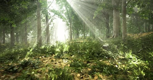 Sunlight Filtering Through Trees in a Serene Forest During Morning Hours