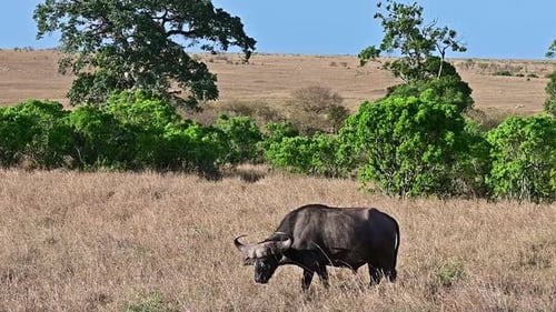 Wild animals of Africa. African buffalo grazing