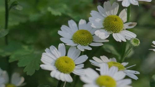 White Flowers Gently Swaying in the Light