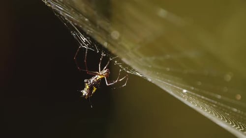 O tecelão de orbes Spider verifica os fios de sua teia puxando-os enquanto ela fica bem no centro