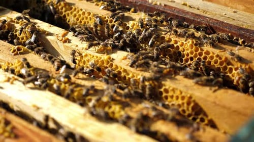 Honey Bees on Honeycomb Frame