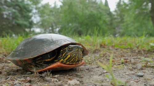 Turtle emerging from its shell walking out of frame